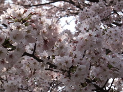 DSCF7751