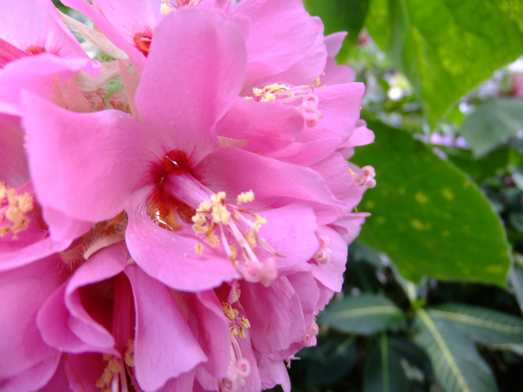 蜜