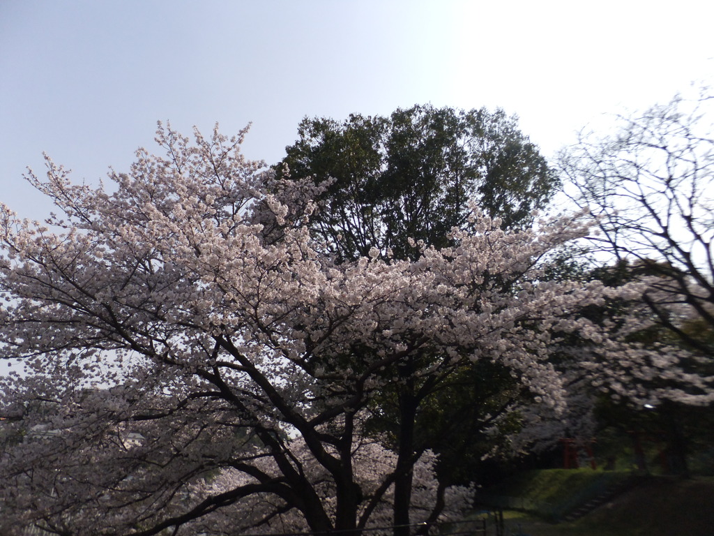 DSCF7778
