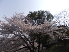 DSCF7778