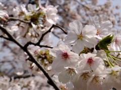 DSCF7756
