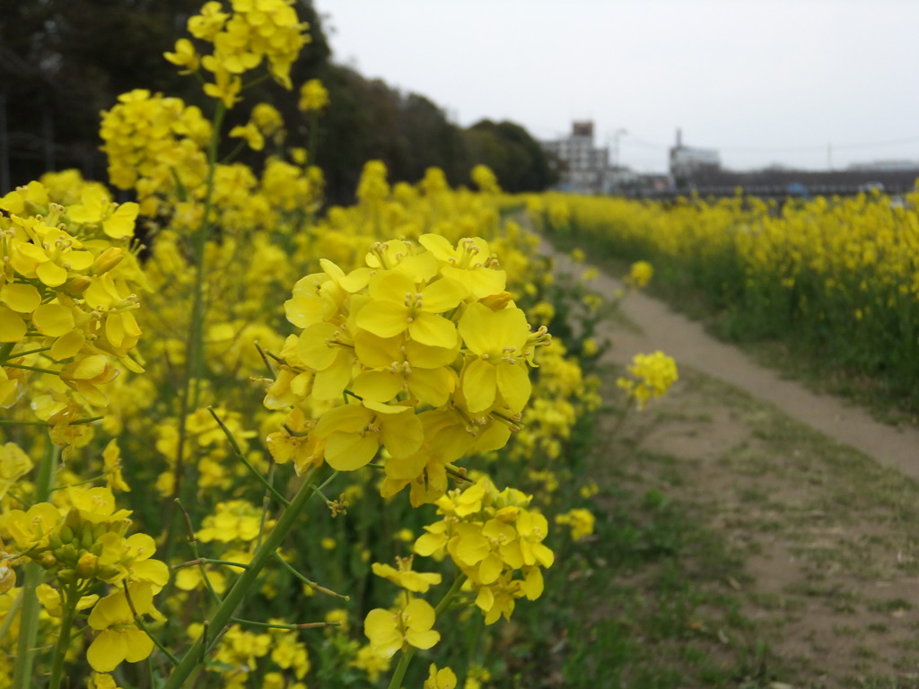 DSCF7745