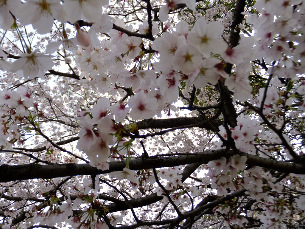 DSCF7781
