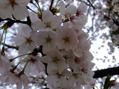 DSCF7780