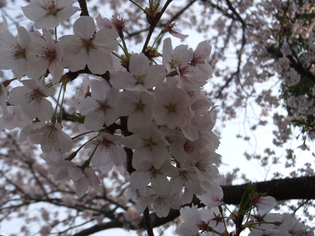 DSCF7779