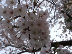 DSCF7779