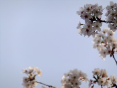 DSCF7784