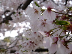 DSCF7783