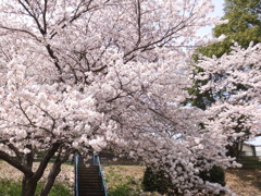 DSCF7747