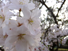 DSCF7782