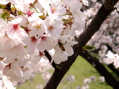 蜂もほのぼの