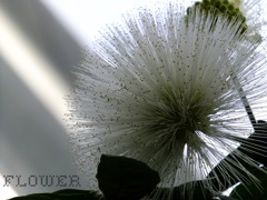 白い花　