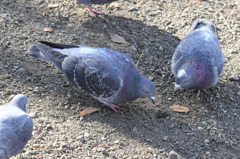 公園の鳩