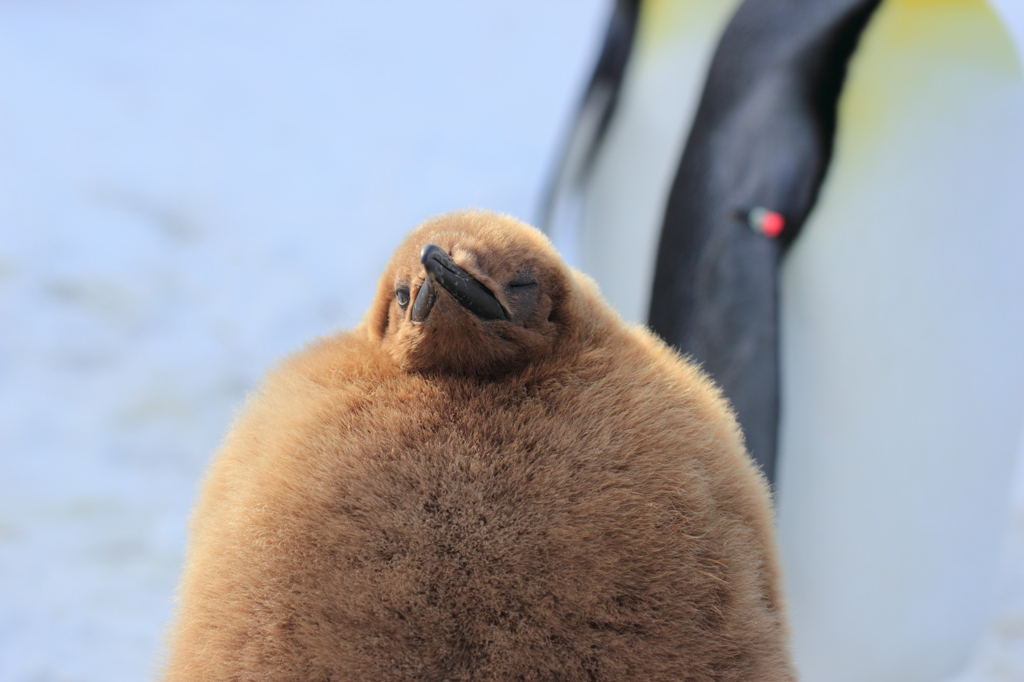 ペンギンの雛