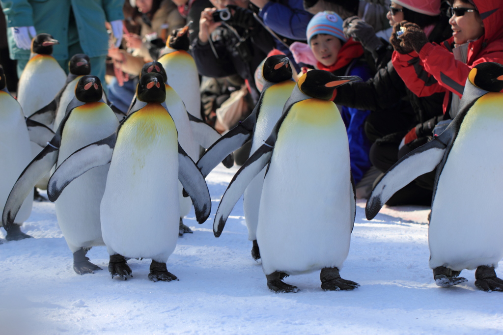 ペンギンの散歩