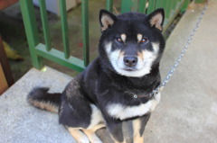 柴犬