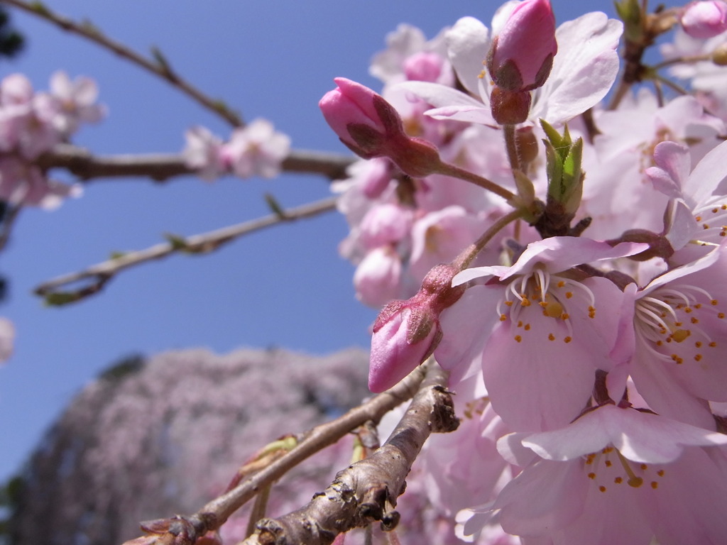 伏見の桜