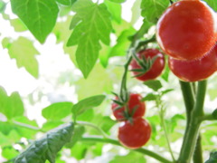 初夏のプチトマト