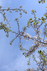 雪模様葉桜