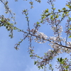 雪模様葉桜