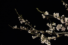 夜桜