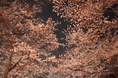 岐阜夜桜