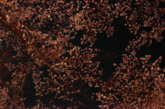 岐阜夜桜