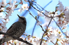 花見鳥