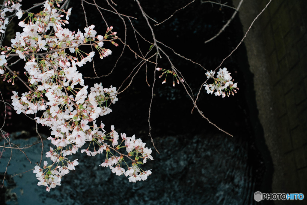 桜の気もち