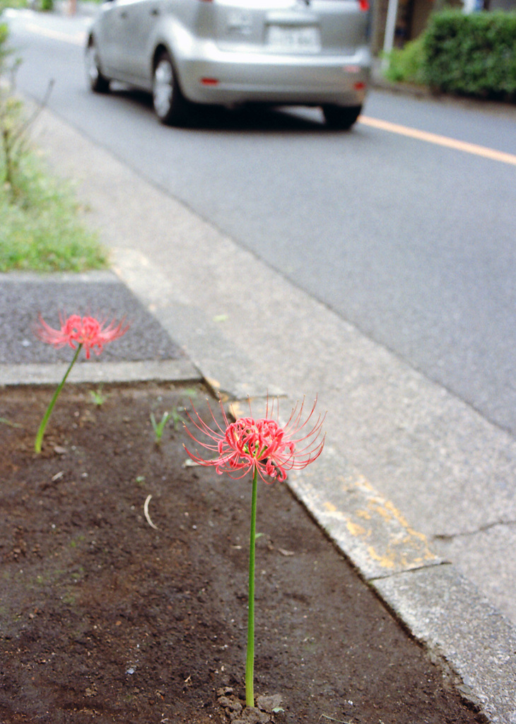 華が咲くのは