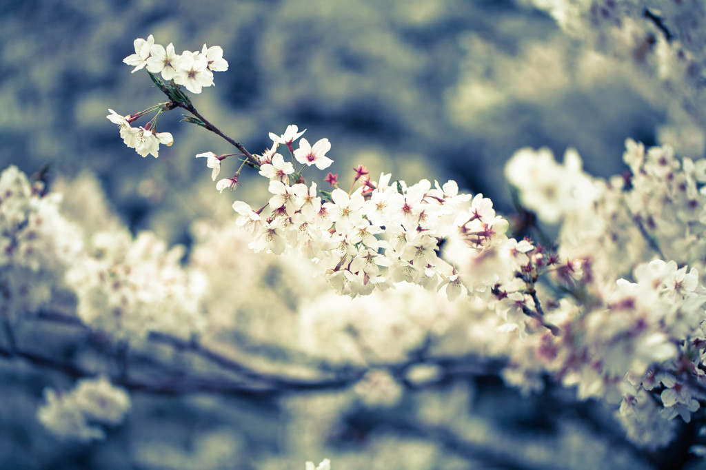 桜の渦