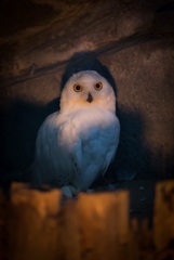 night zoo