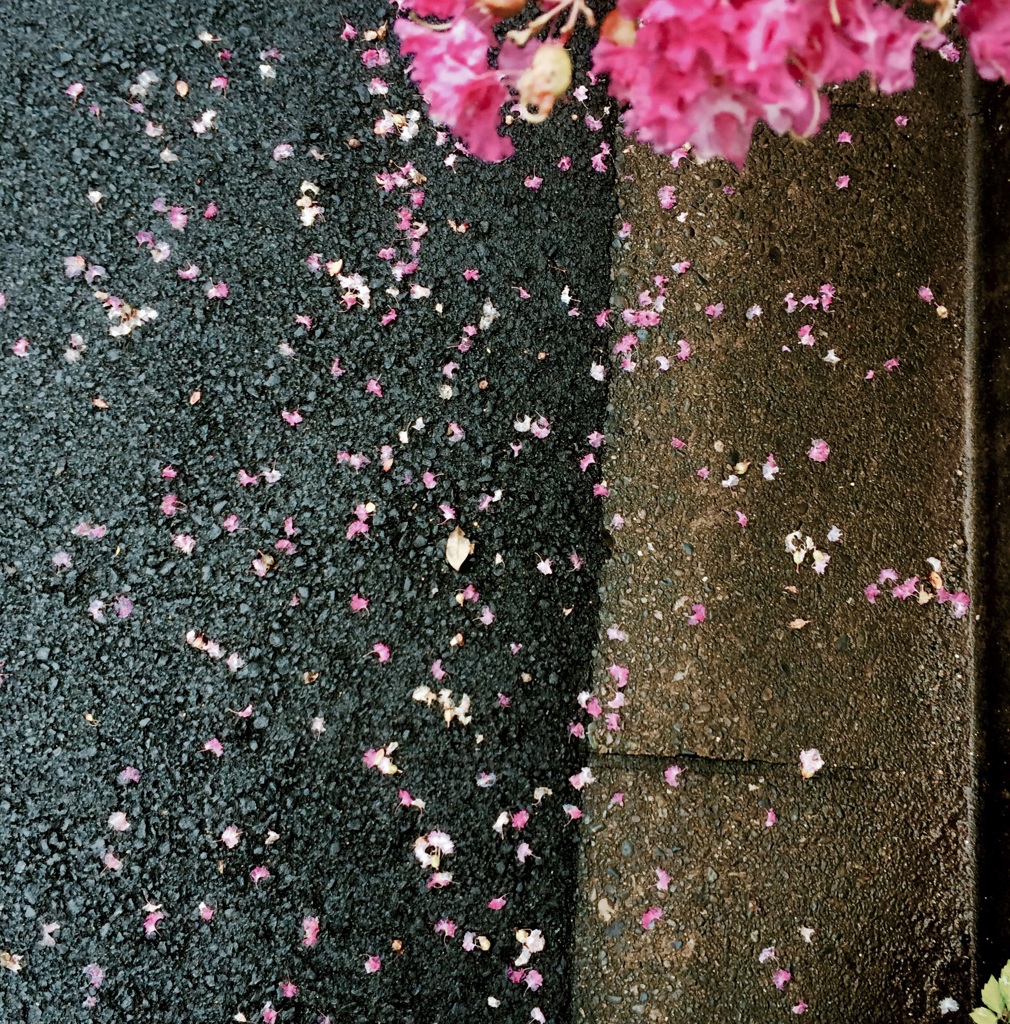 百日紅の頃
