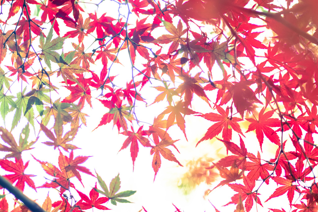 もみぢのにしき