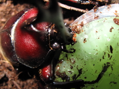 まだ、がんばってますよ！