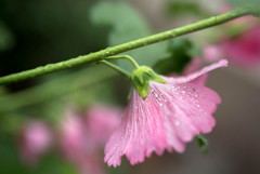 梅雨の合間に