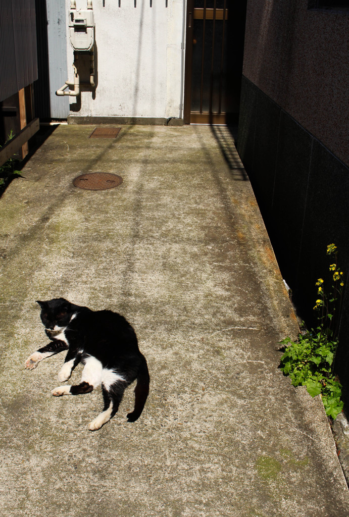 路地にて