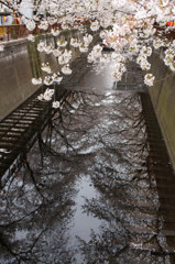 桜の川