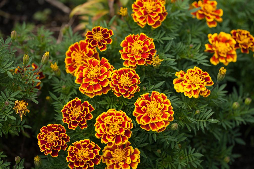 花の色