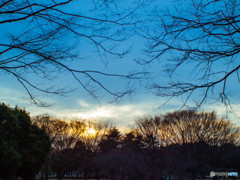 公園の夕日