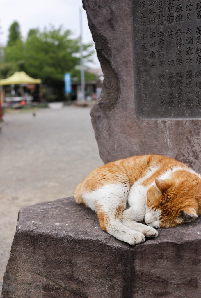 トキハカネナリ