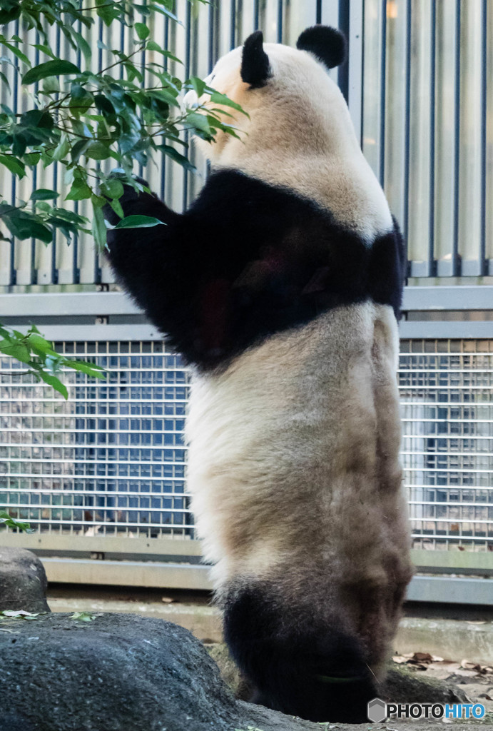 中の人