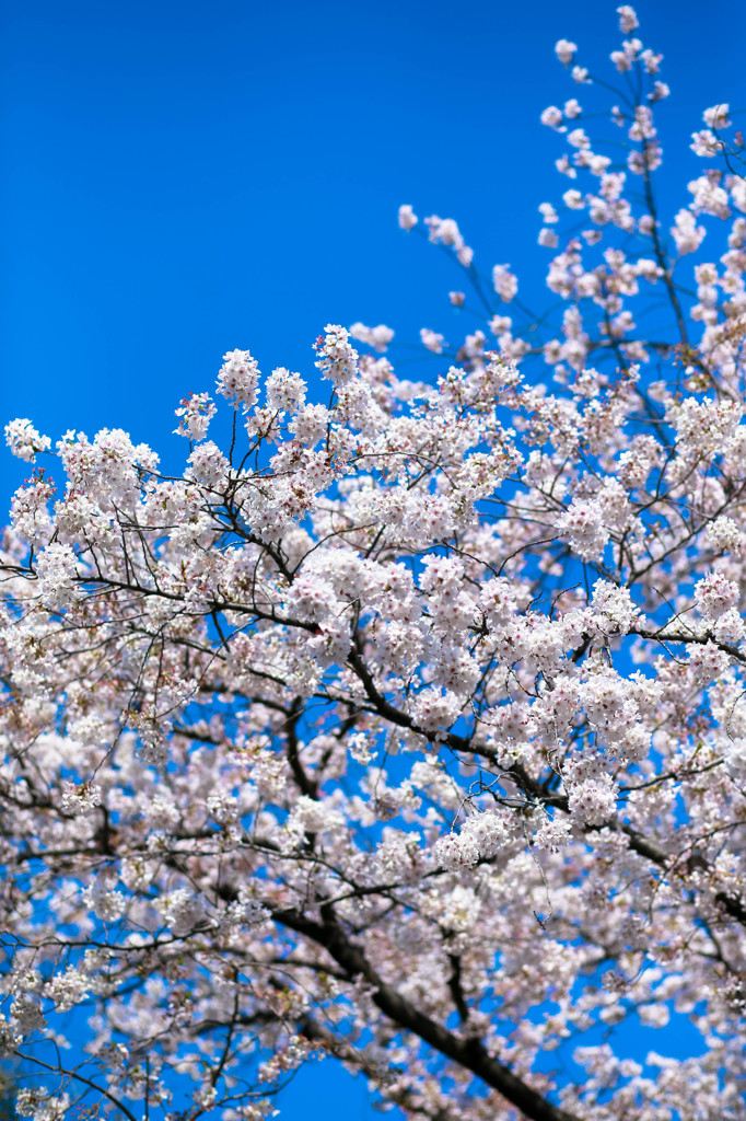 桜回顧