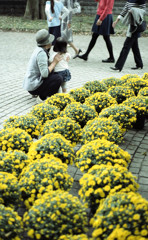 黄色い花と