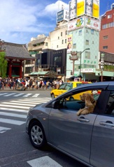 東京見物