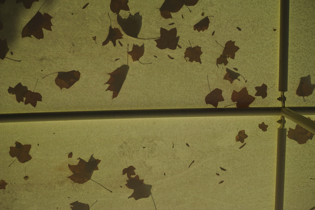 Leafs