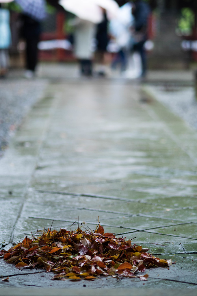 雨参り