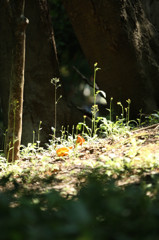 「雑草」という生き方