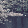 不忍池にて