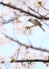 桜が好き